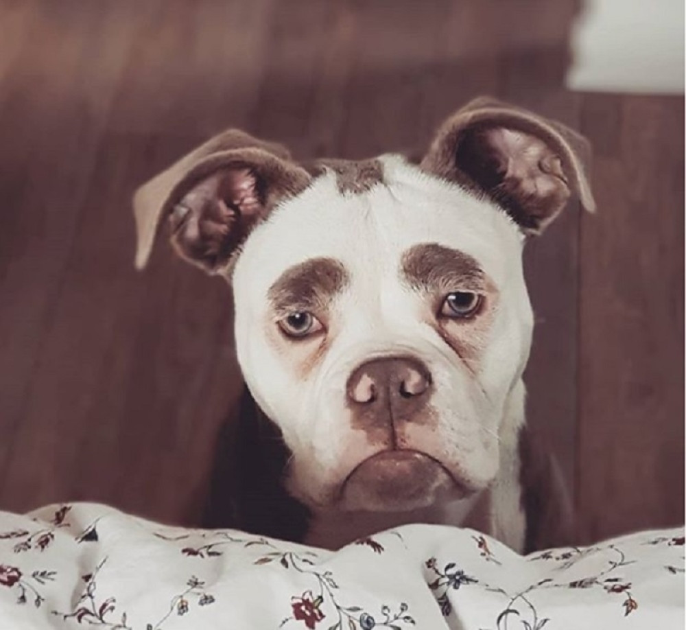 Upoznajte "najtužnijeg" psa na svetu! (FOTO)