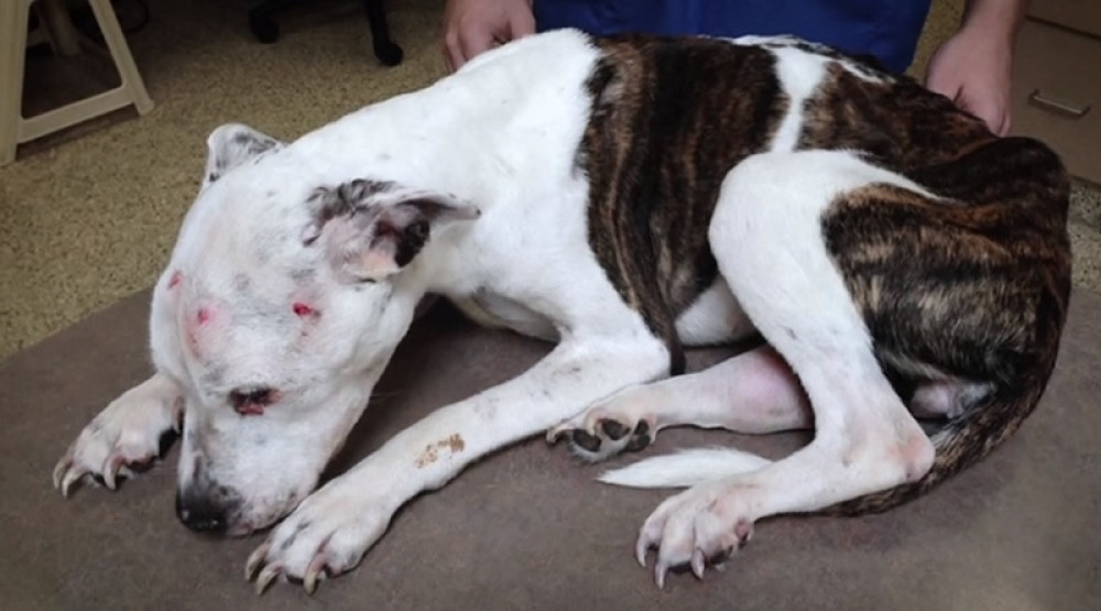 Radoslav osuđen na 10 godina robije zbog prebijanja šteneta!