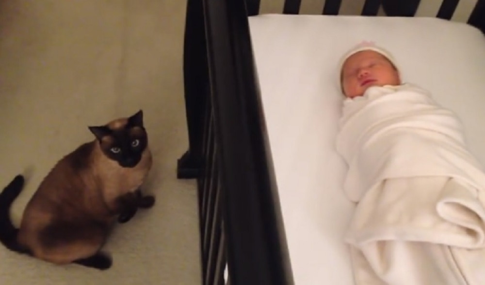 Zaboravili da obaveste mačku da su dobili bebu, a ona uradila nešto neočekivano!