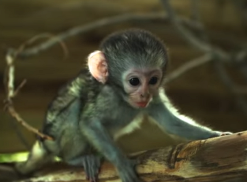 Ovo je najhrabrija beba majmun na svetu