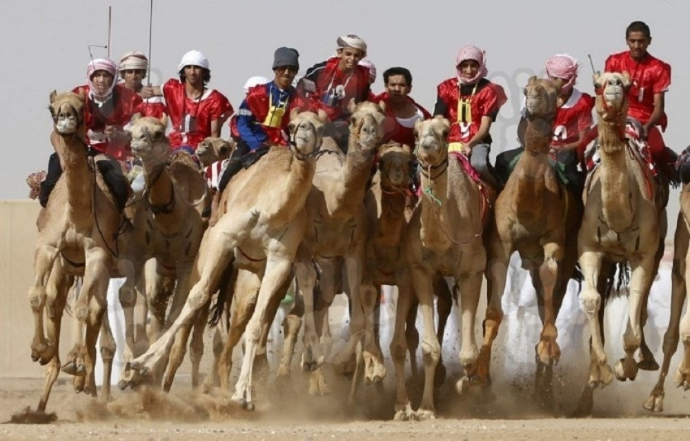 Ma kakve trke pasa, konja, bikova... Trke kamila su hit!