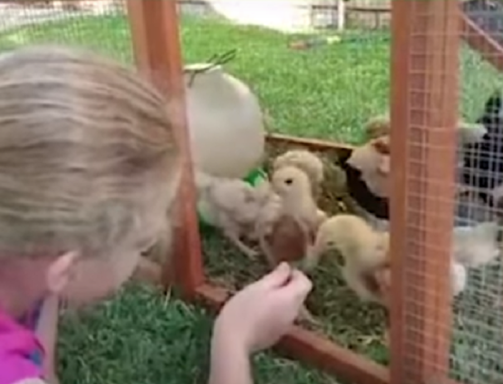 Kokoške pomogle devojčici da se ne preda autizmu