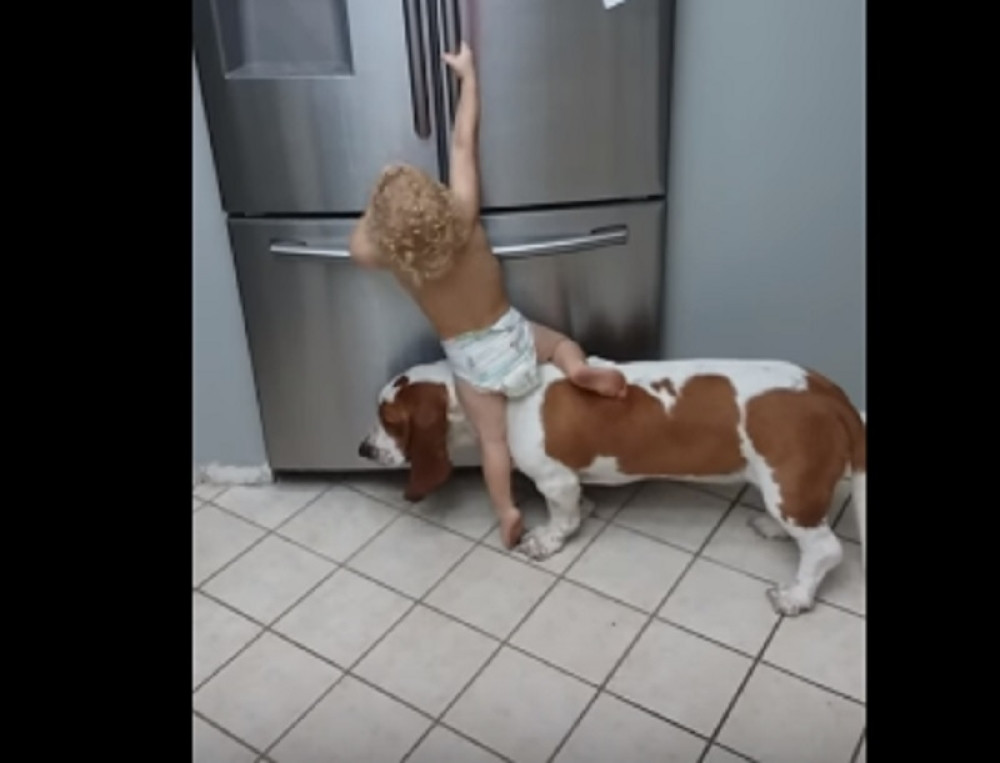 Dečak i pas ujedinili snage, pa napravili nešto urnebesno!