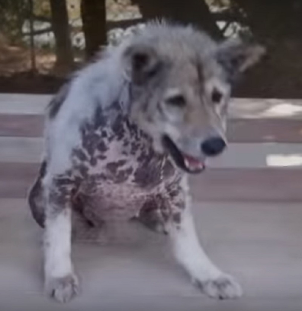 Stari pas saznao da je usvojen, njegova reakcija ne ostavlja ravnodušnim!