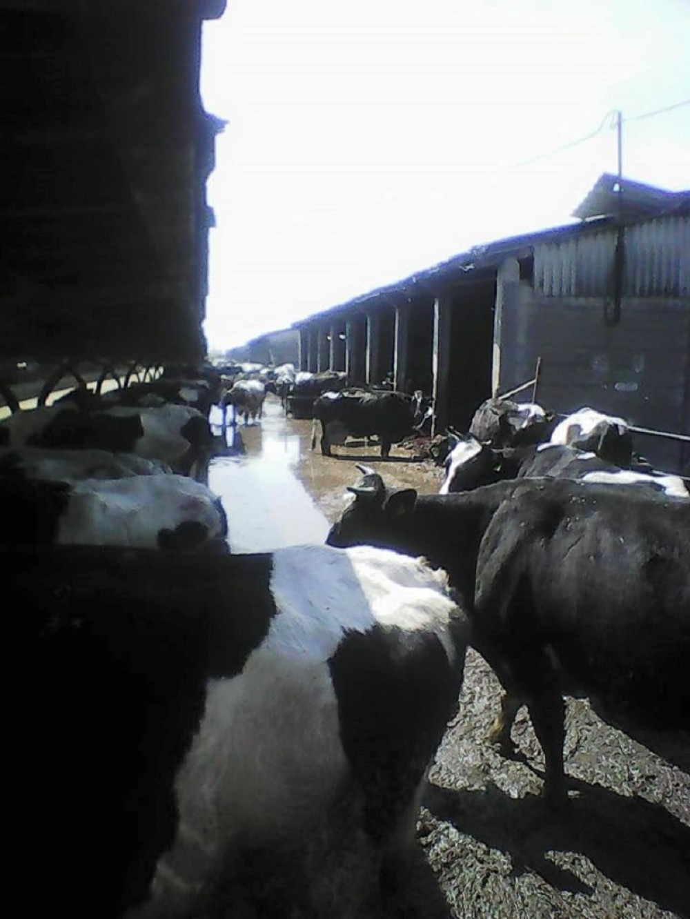 Nehumani uslovi za rad u farmi krava "Mladost"