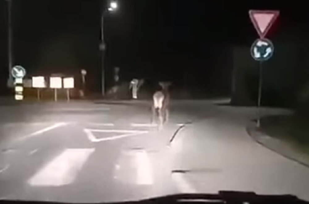 Jelen šokirao vozače na kružnom toku u Ogulinu