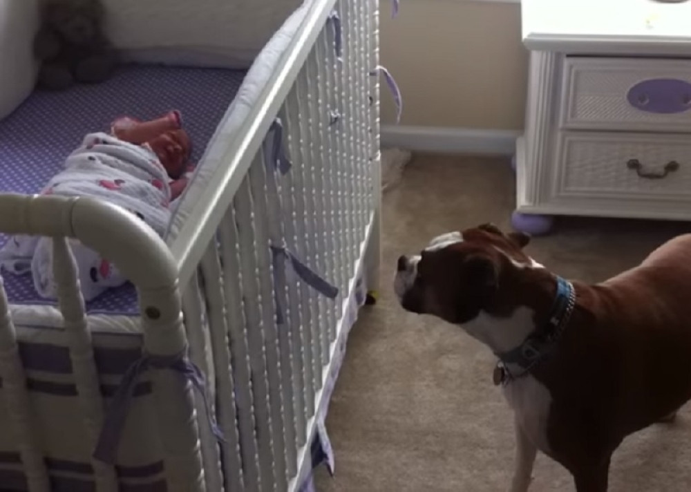 Beba zaplakala u krevecu, a onda je pas uradio nešto dirljivo!
