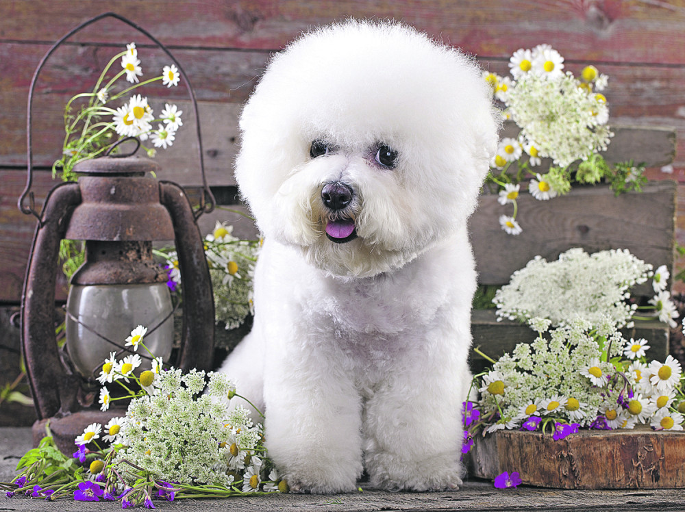 Razlozi zašto je bišon pas kojeg morate imati
