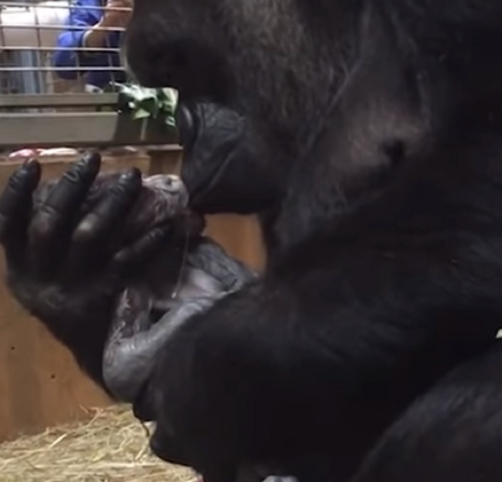 Mama gorila ljubi svoju tek rođenu bebu