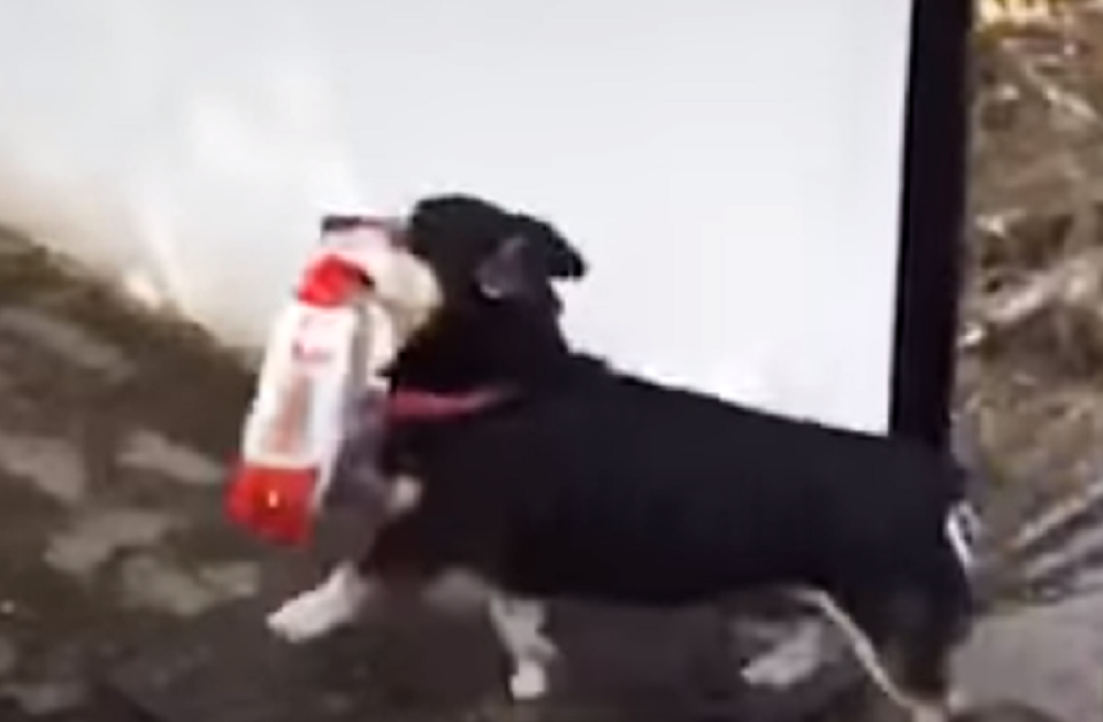 Ovi psi sami plaćaju hranu, izvode sebe u šetnju i još što šta