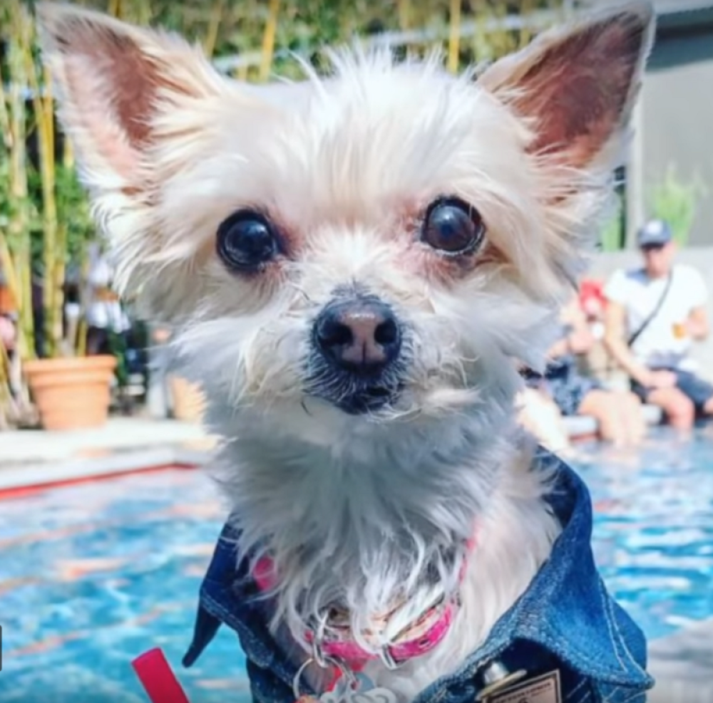 Ove životinje su zaradile brdo novca