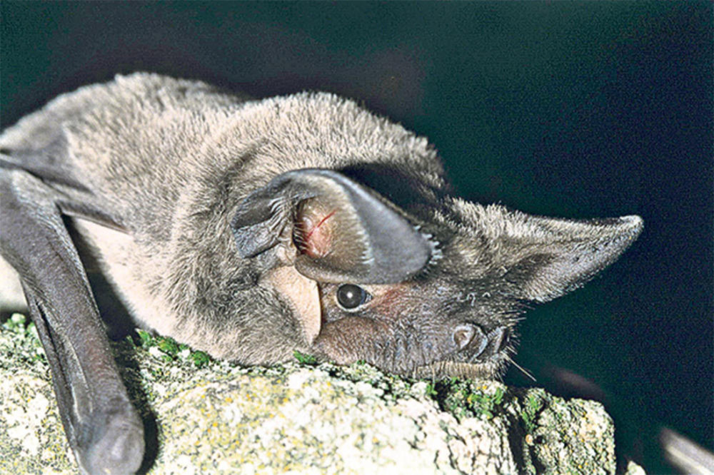 Evo zašto sakupljaju 300 slepih miševa