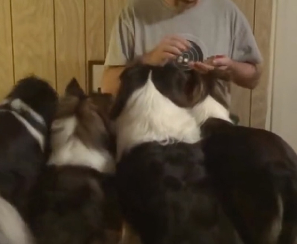 Pas genijalno nadmudrio vlasnika i nasmejao hiljade ljudi