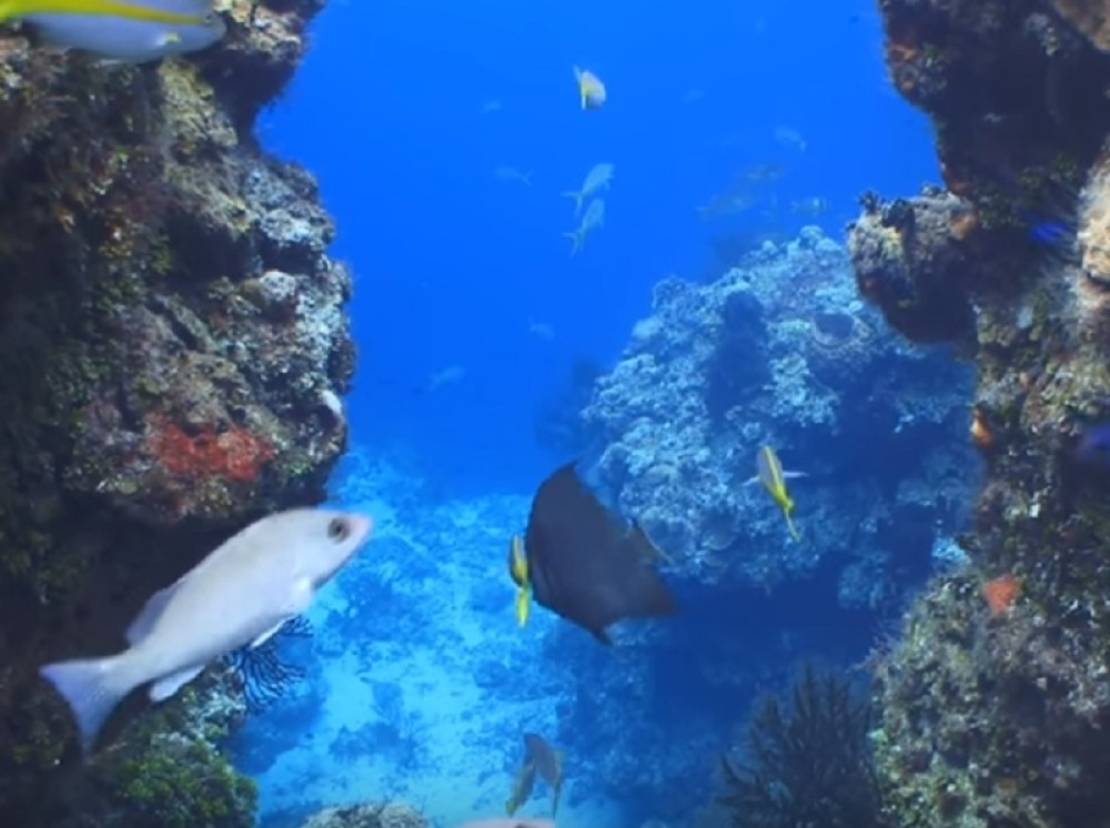 Ova riba je ubedljivo najbrža na svetu!