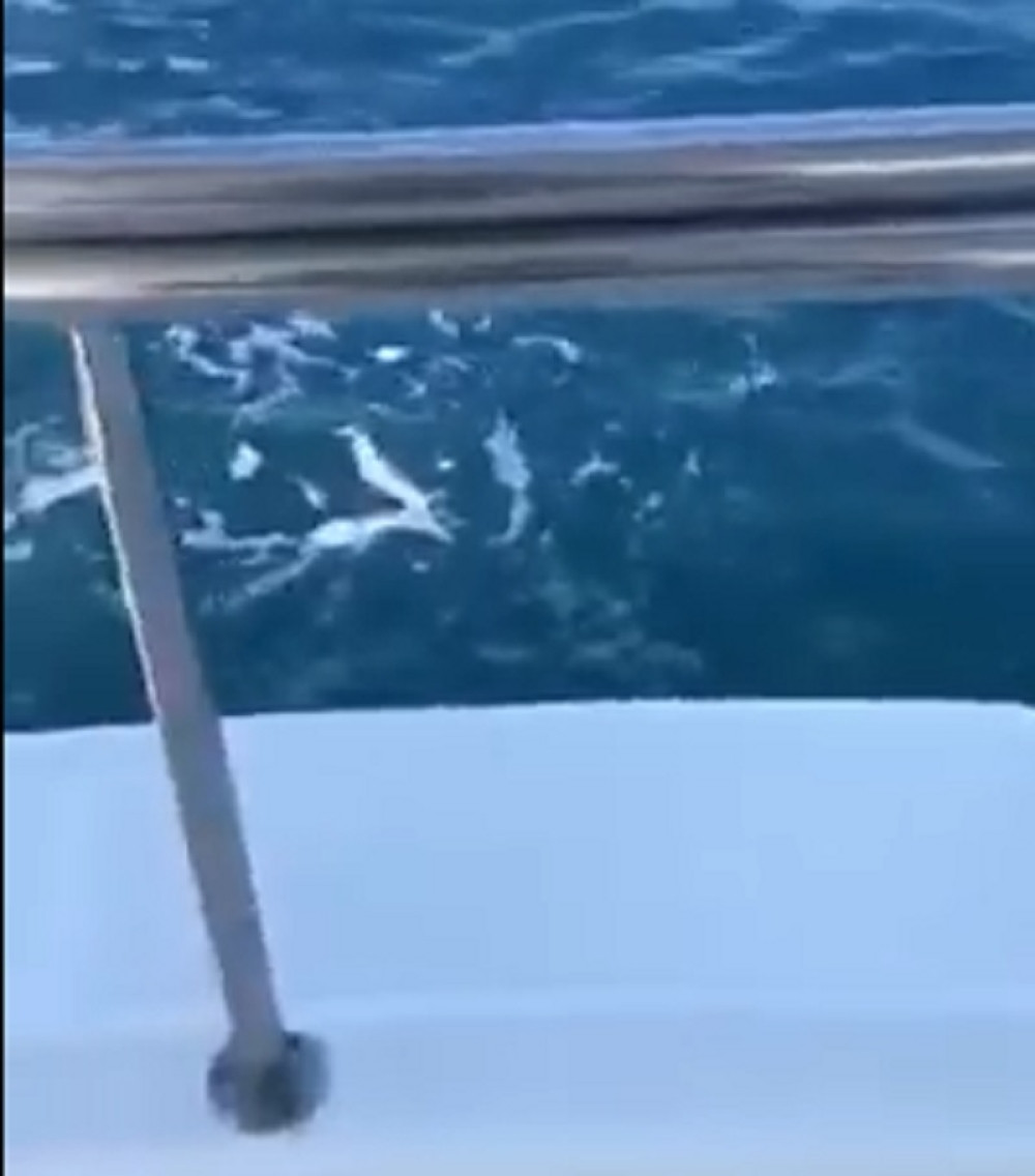 Ribar u Istri snimio zmiju kako pliva u moru