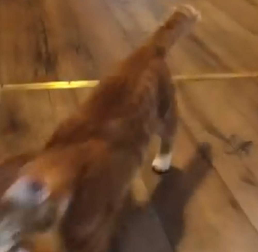 Ova mačka se ponaša i reaguje kao pas (VIDEO)