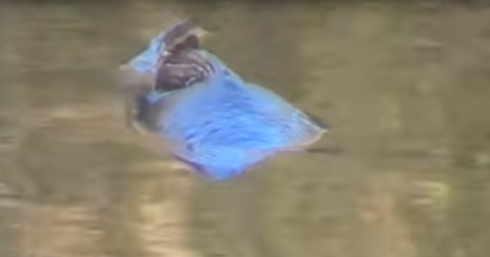 Snimili mutant ribu u jezeru