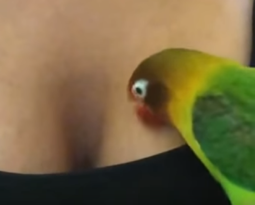 Pogledajte šta je papagaj uradio kada je video ženske grudi