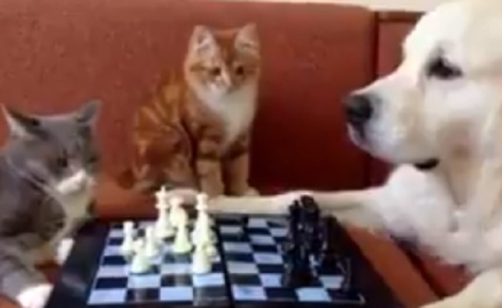 Pas i mačka "igrali" šah, a onda im on uništio zabavu! (VIDEO)