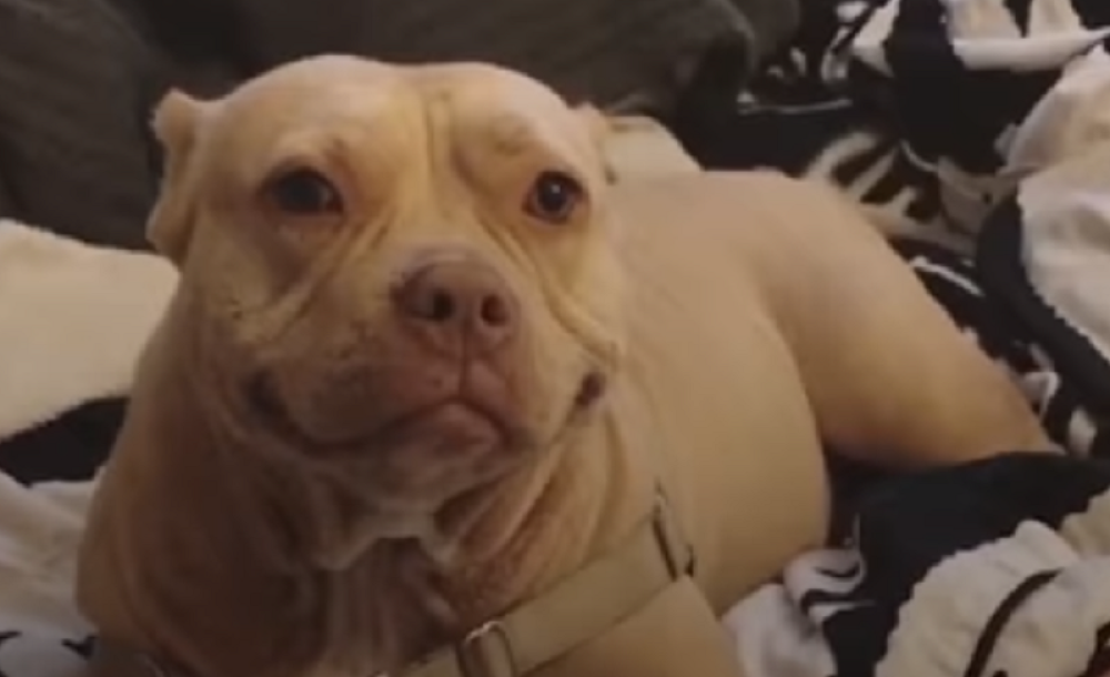 Ovaj pas ne skida osmeh sa lica