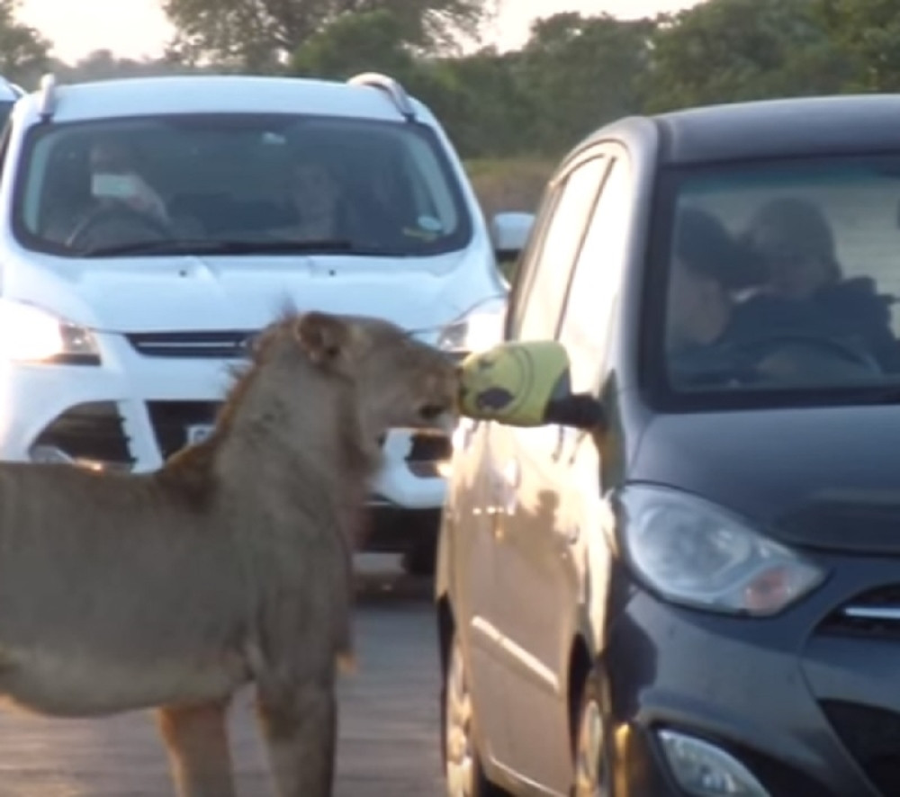 Lavica pokušala da otvori vrata automobila!
