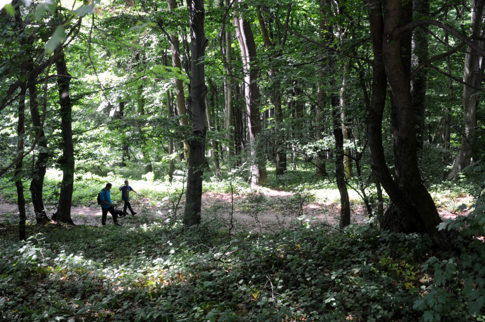 Petar tražio pečurke po šumi, a onda ugledao plavi kamen! Kad ga je uzeo u ruku počeo je da VRIŠTI! Bila je to LOBANJA ŽENE!