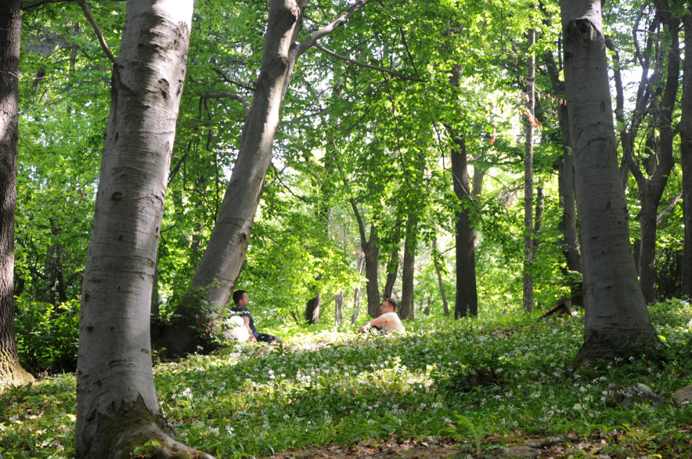 Šetaju dva ježa i jedan reče drugom: Vidis onu plavušu tamo, sinoć sam je...