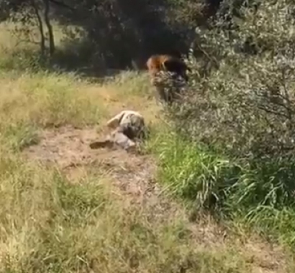 Lav skočio na čoveka, usledili su jezivi krici (VIDEO)