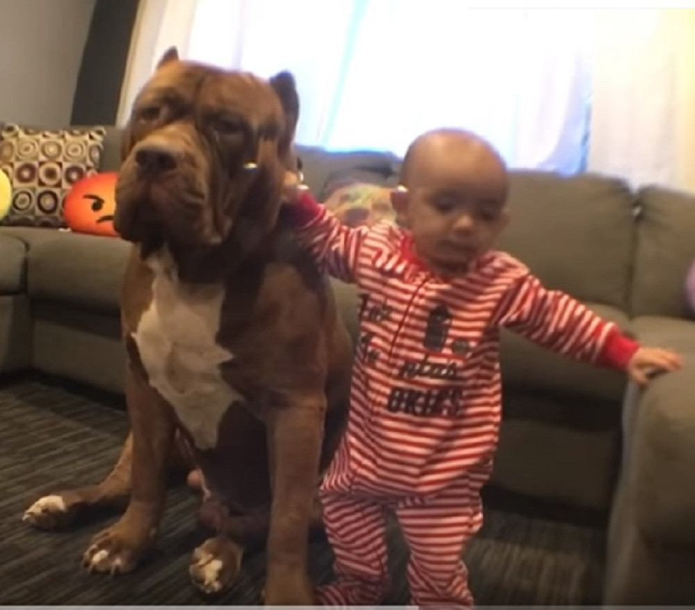 Ogromni pitbul ostao sam sa bebom, pa onda uradio nešto neočekivano!