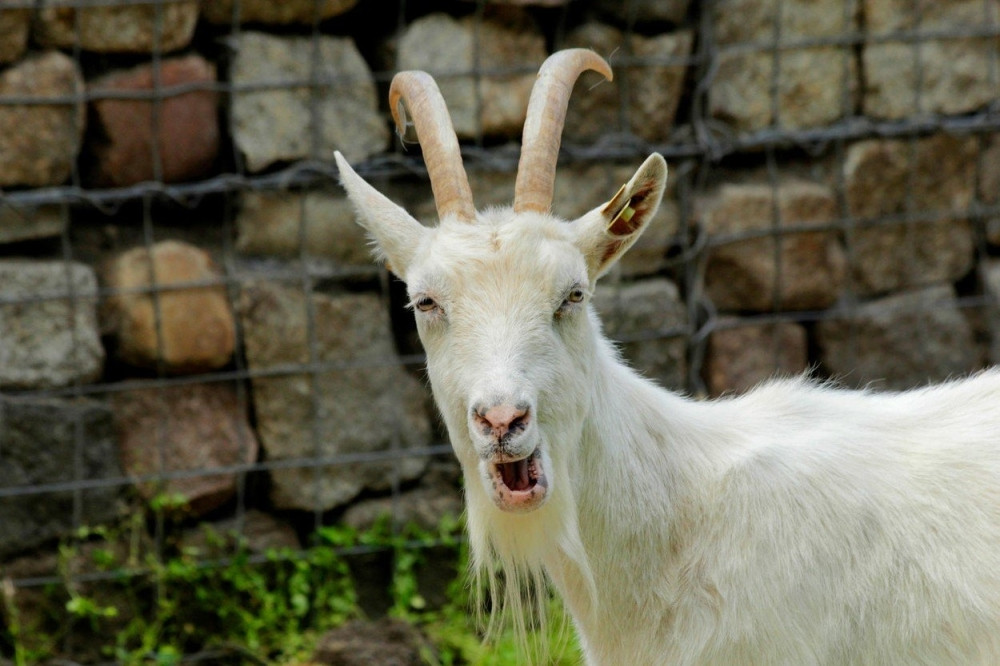 Znate li zašto se kaže "žrtveni jarac"?