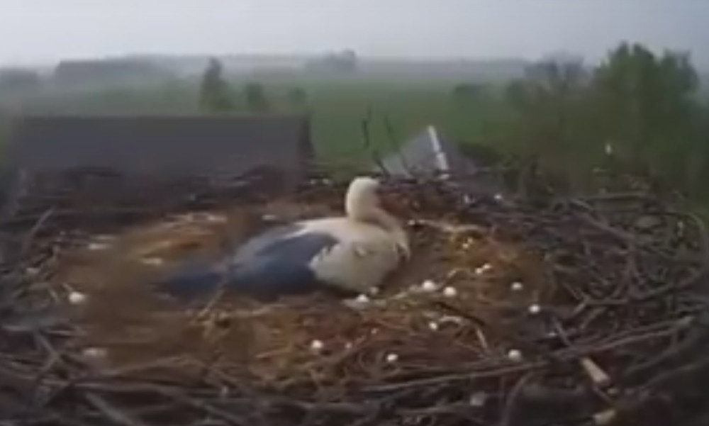 Jaka oluja i grad nisu oterali mama rodu iz gnezda!