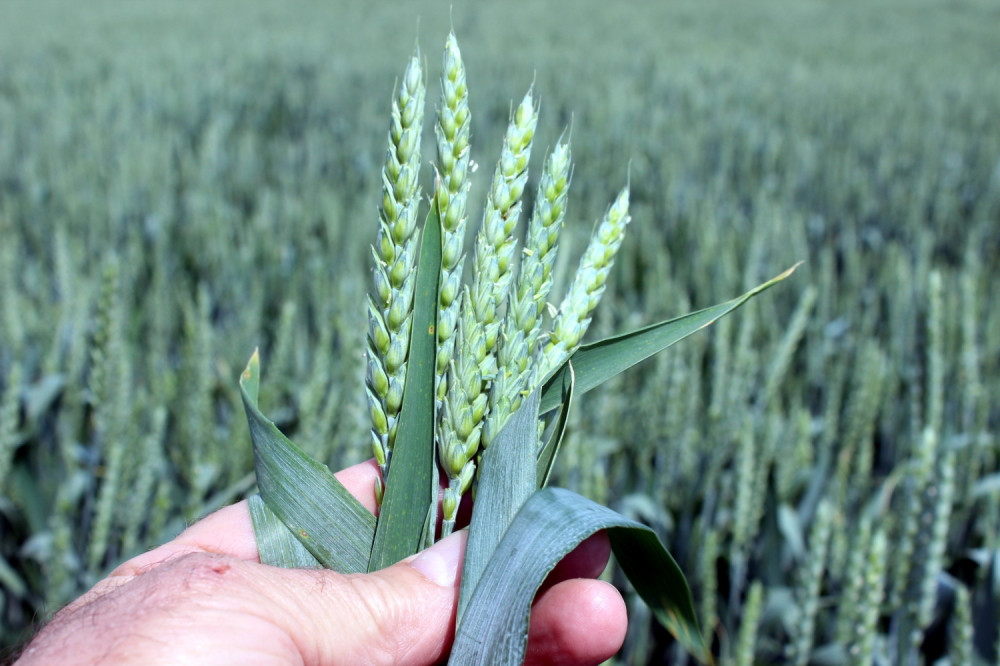 Žetva se završava, a evo kako da dobijete najbolju cenu!