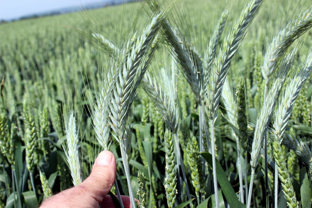 Ovo proleće nam "pokosi" pšenicu