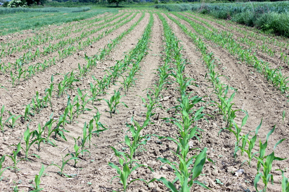 Amarant je zamena za pšenicu i prebogat je vitaminima!