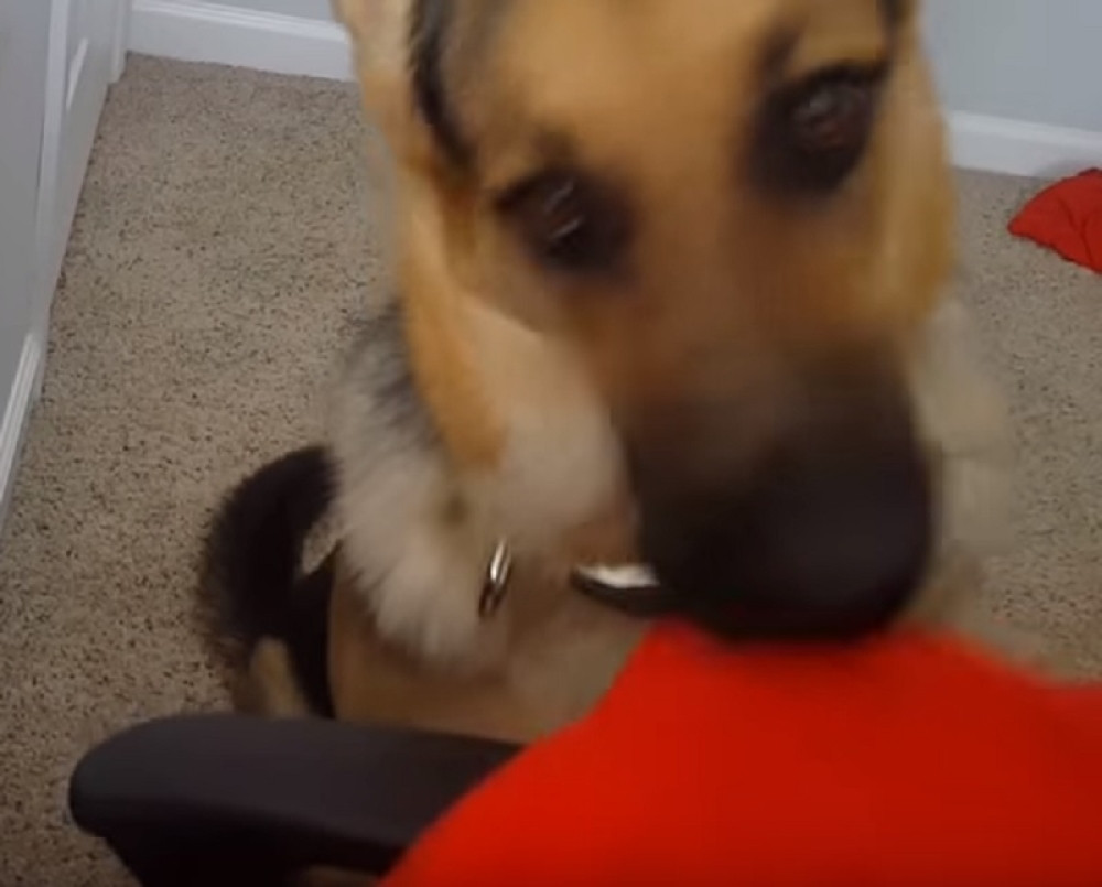 Par dana kasnije, žena završila u bolnici, vezana za invalidska kolica, u groznici i jakim bolovima, neprestano je povraćala