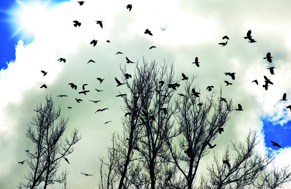 Čuvajte se napada vrana!