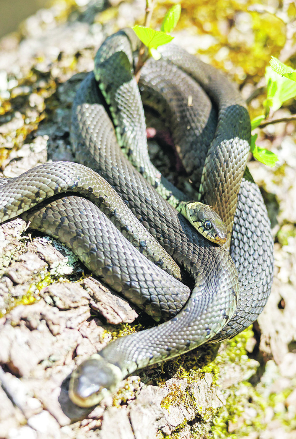Zmije i sove opsedaju Niš