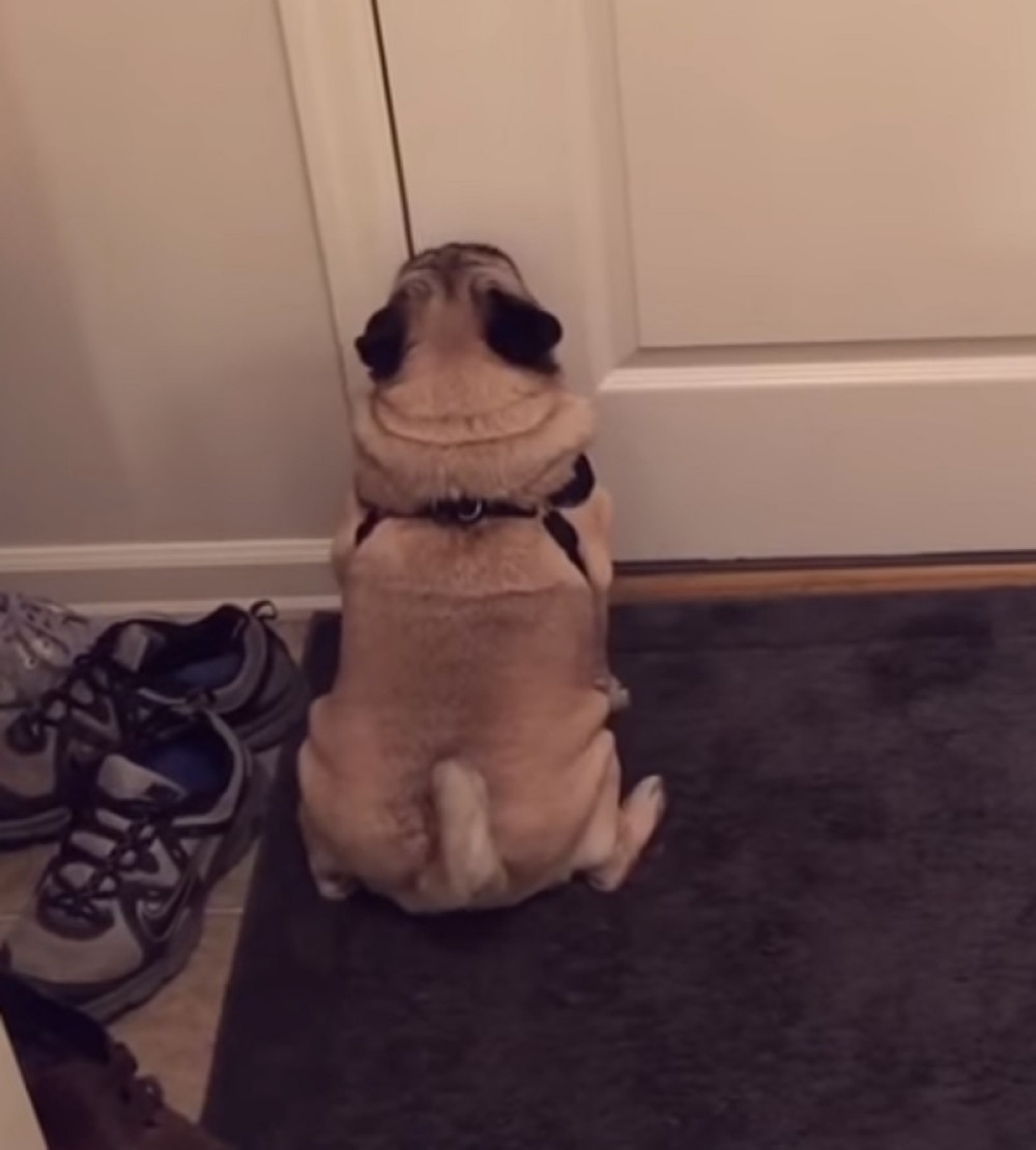 Vlasnica otišla u šetnju bez psa, on iz besa uradio ovo!