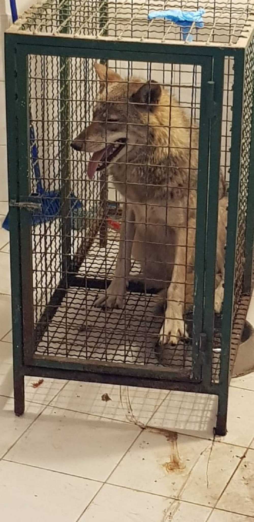 Coka je pitoma, a odrasla je u krevetu!