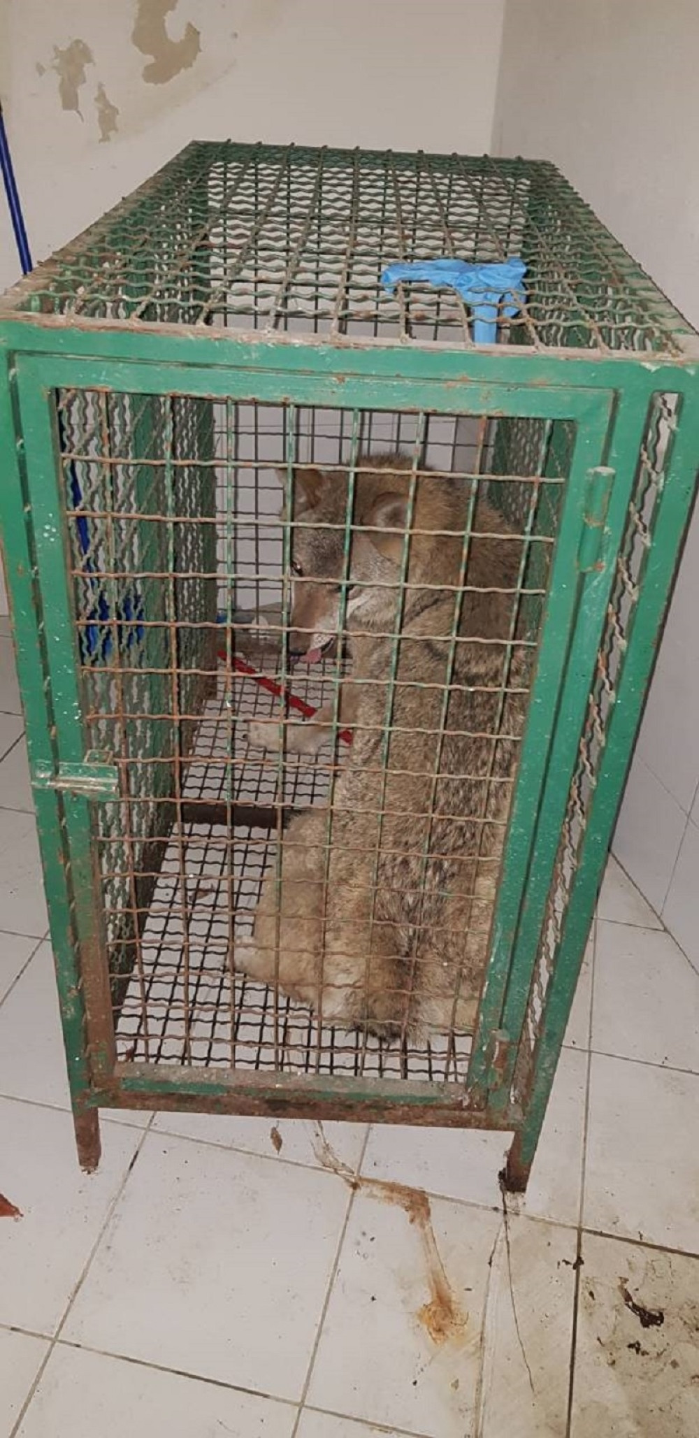 Vučica iz Mirijeva dobila kavez u Zoo vrtu