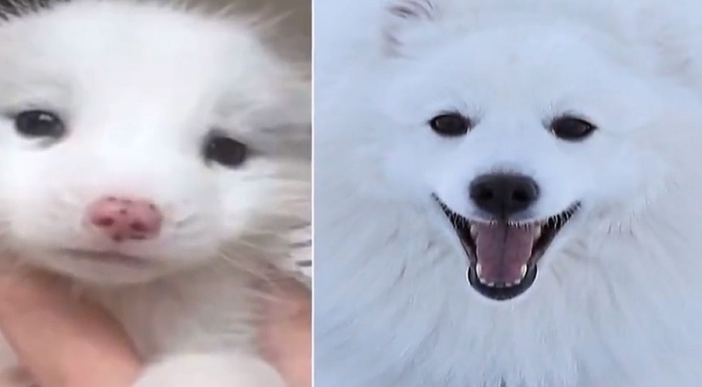 Žena kupila lisicu umesto psa!