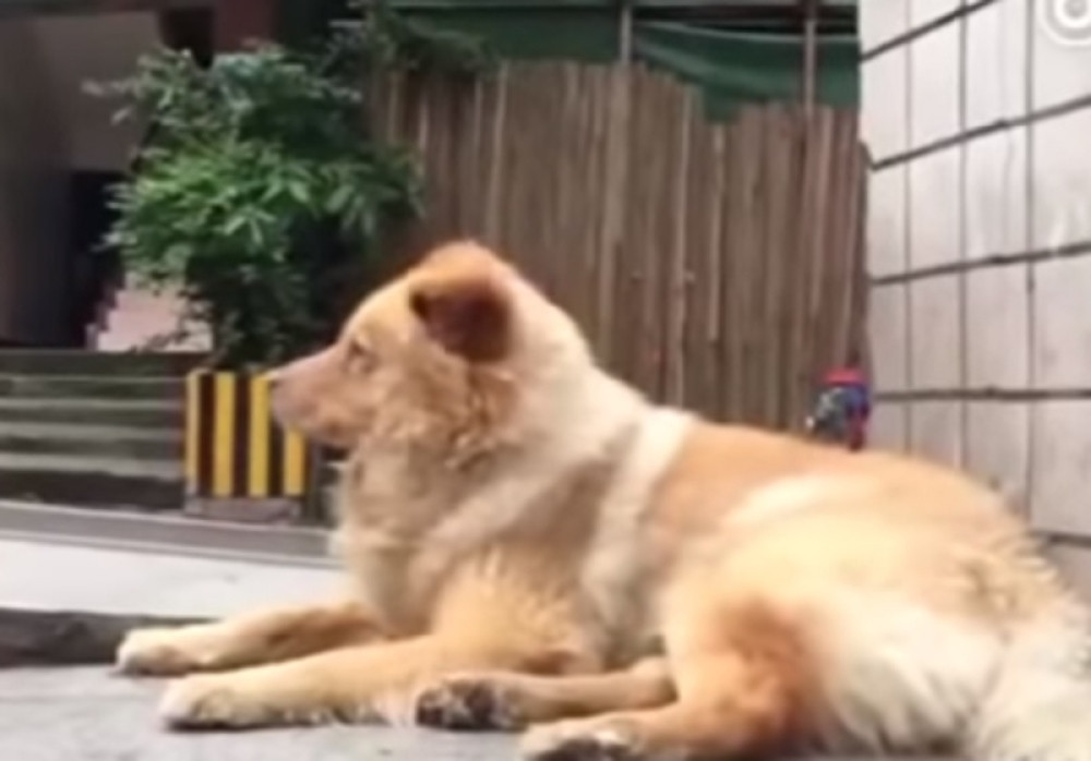 Pas osam godina sedi ispred metroa, a razlog će vas rasplakati!