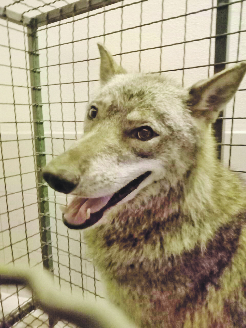 DNK analiza za "vučicu" iz Mirijeva