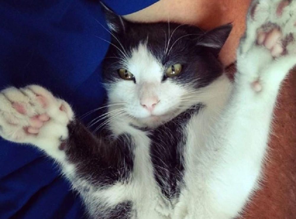 Upucana dva mačora, prvi pogođen u ramena, drugom pucano u usta, a treći je nestao