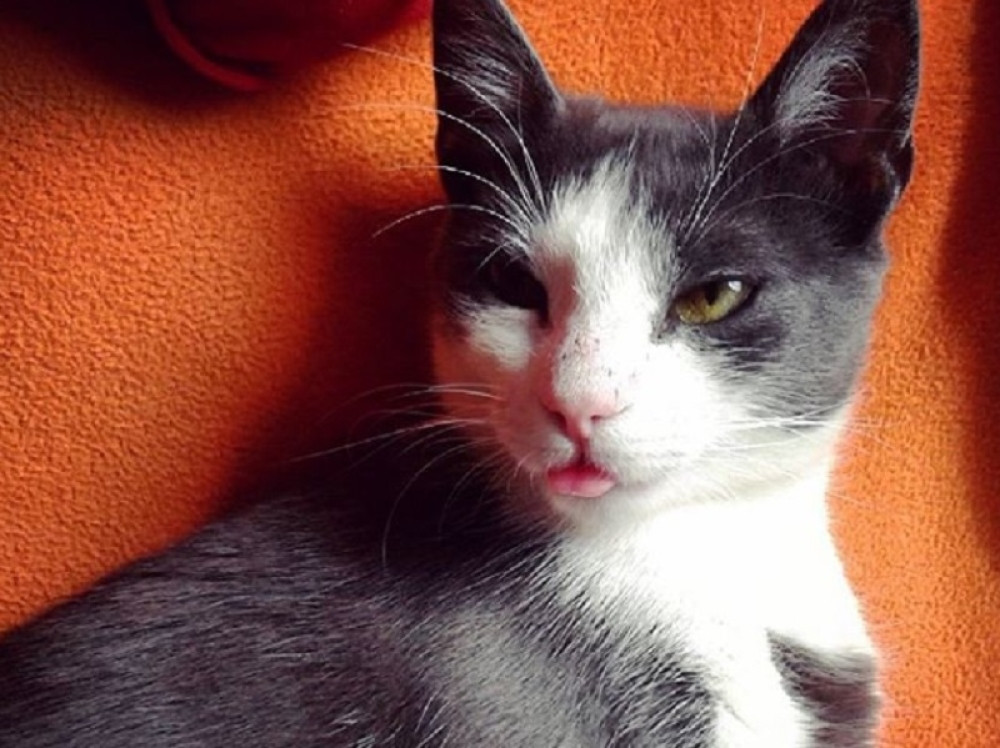 Mačka im je nestala pre pet godina, a onda im je prošle nedelje zazvonio telefon... Od šoka nisu mogli da dođu sebi!