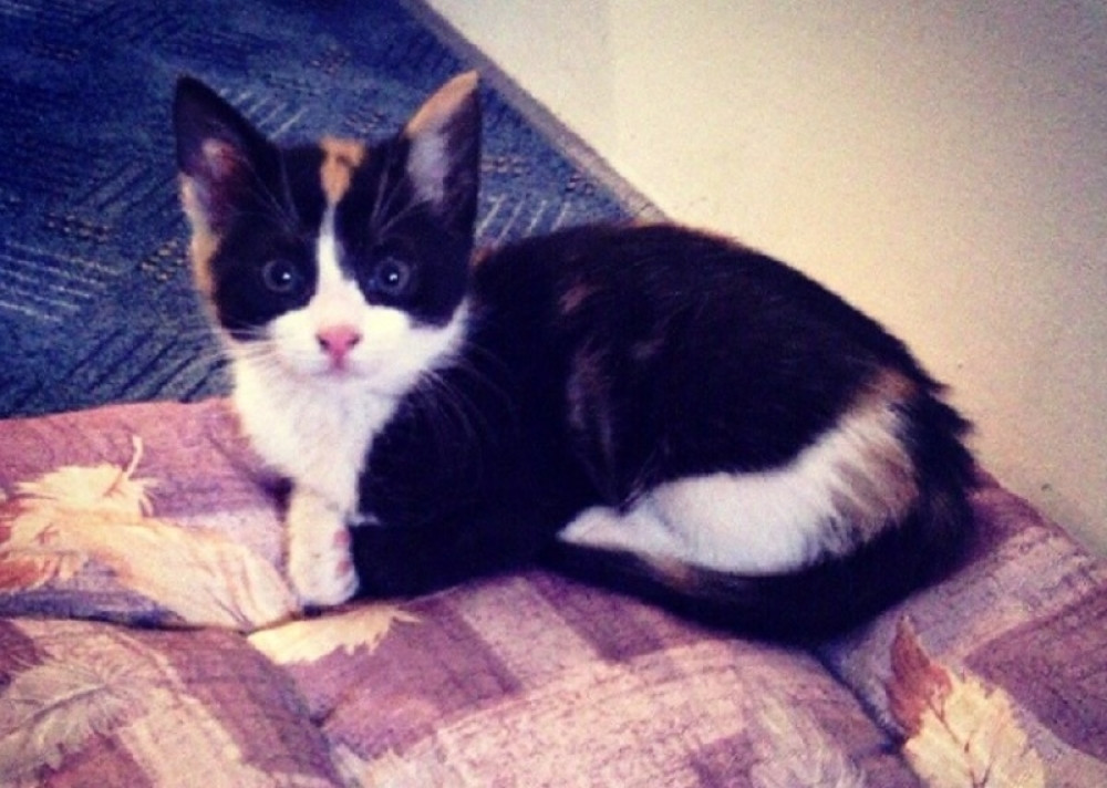 Povredila, se pa više nije hteo da brine o njoj: "U čemu je problem..."