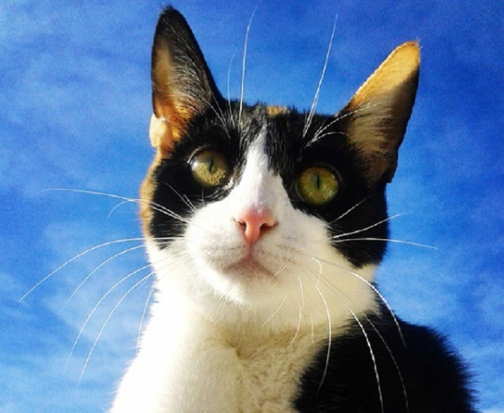 U kući ima 480 mačaka i 12 pasa, a hiljade evra troši na hranu