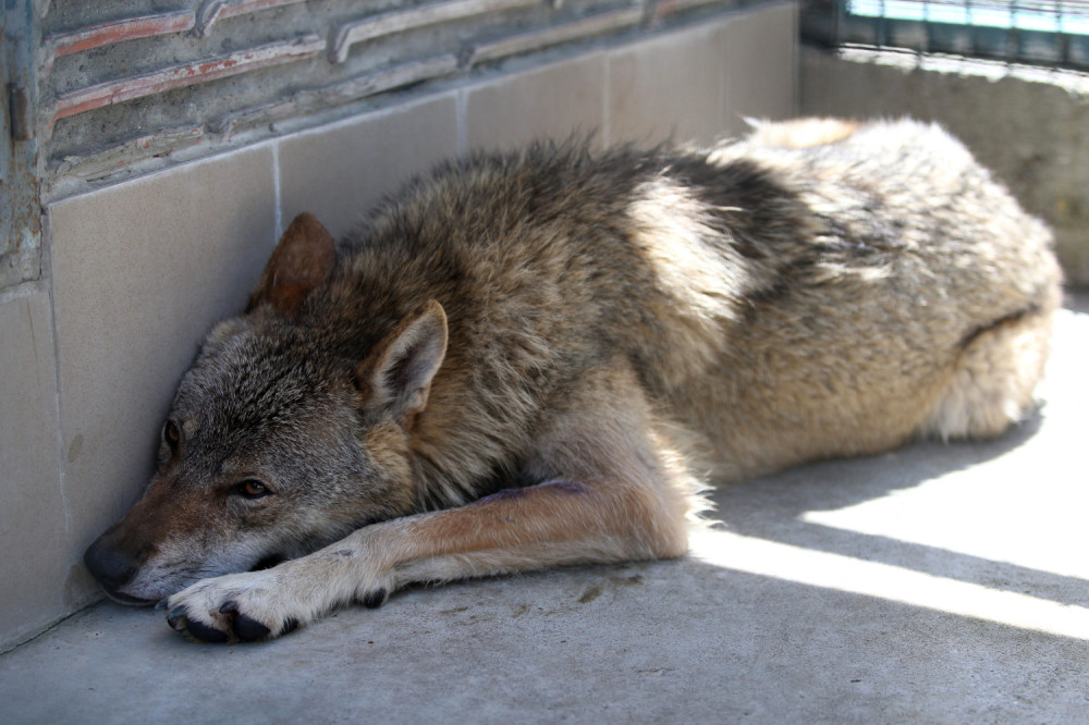 Coka tužna leži u kavezu