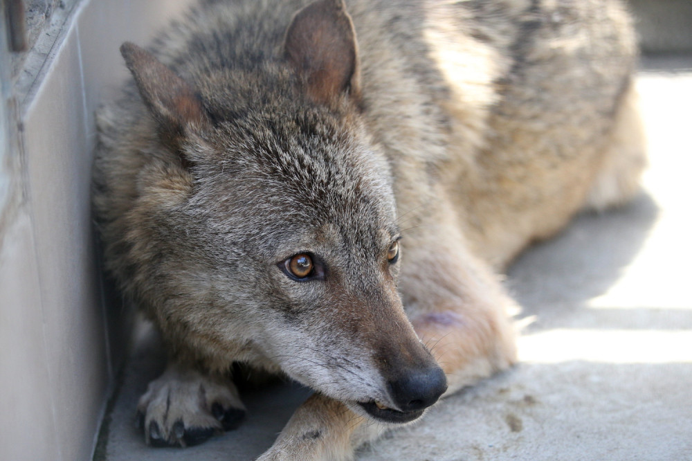 Ukućani pobegli glavom bez obzira kada su videli da im se zver ušunjala u kuću (VIDEO)