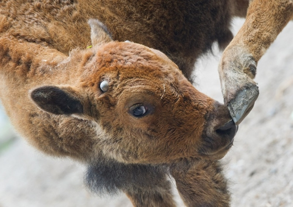 Sud oslobodio stočara sa Golije